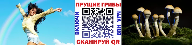 дарнет шоп  мега ONION  Псилоцибиновые грибы Psilocybe  Котлас 