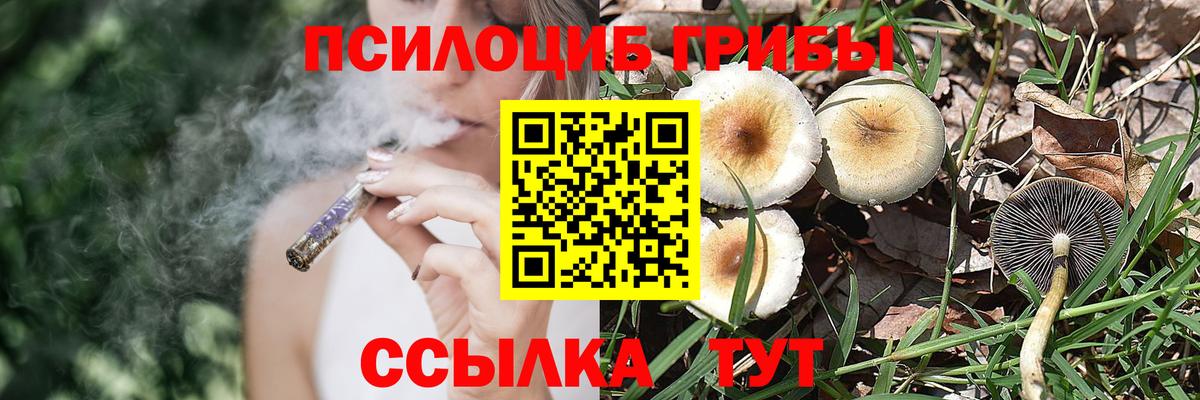 Галлюциногенные грибы Psilocybe Котлас